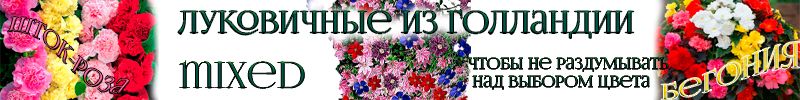 38.Предзаказ на весну растений из Голландии. Получение апрель 2026 года. БЕЗ РЯДОВ
