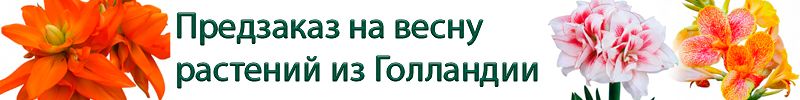 45.Предзаказ на весну растений из Голландии. Получение апрель 2026 года. БЕЗ РЯДОВ!
