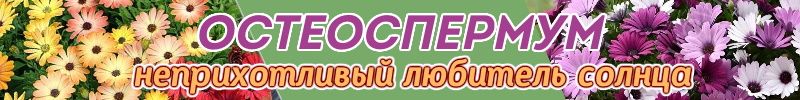 503.Семена Биотехника. ОСТЕОСПЕРМУМ - неприхотливый любитель солнца. Для клумб, балконов