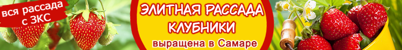 919.1000корней. Быстрая сдача! Рассада клубники с ЗКС! Хиты: Крапо 10, Елизавета II, Альбион.
