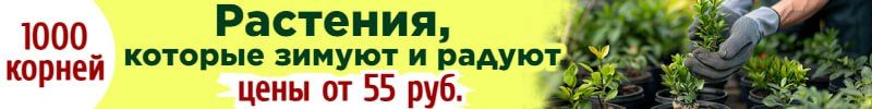 1102.1000корней. Быстрая сдача! Саженцы с ЗКС. Хит: Мшанка шиловидная за 119 р.