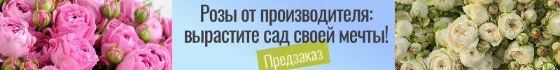 107.Саженцы роз от производителя: вырастите сад своей мечты! Предзаказ.