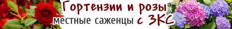 1081.1000корней. Быстрая сдача! Гортензии и розы с ЗКС. Хит: Гортензия Руби Анабель за 780 р.