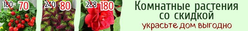 1129.1000корней. Быстрая сдача! Комнатные растения! Хит: Абутилон (комнатный клён 180р.