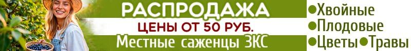 1132.1000корней. Быстрая сдача! Саженцы с ЗКС. Хит: Живучка Рейн боу 396руб