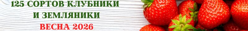 36.125 сортов клубники, земляники и земклуники с ЗКС. Предзаказ на весну 2026 г.