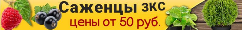 1151.1000корней. Быстрая сдача! Саженцы с ЗКС. Хит:Пузыреплодник Лютеус 30-50 см 420руб