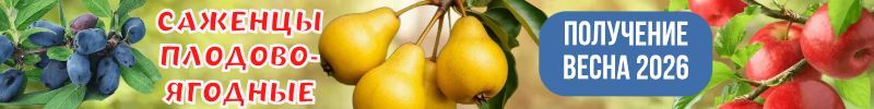 61.Сад мечты! Плодово-ягодные культуры! Предзаказ Весна 2026г. ХИТ - Яблоня Спартан за 534р!