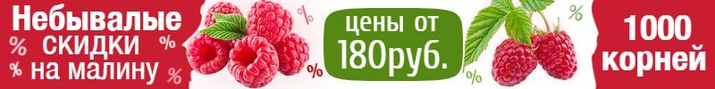 937.1000корней. Осень 2025 г. Местные саженцы с ОКС. Небывалые скидки на малину - 240руб!