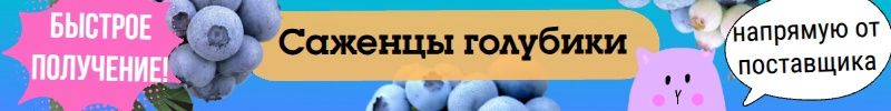 1.Самарская ГОЛУБИКА. Саженцы от местного поставщика. Быстрое получение!