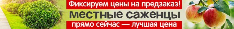 935.1000корней. Местные саженцы с ОКС. Предзаказ на Весну 2026 г.