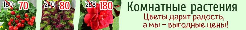 1132. 1000корней. Быстрая сдача! Комнатные растения! Хит:Филодендрон сканденс Бразил 312р