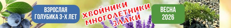22.ВЗРОСЛАЯ ГОЛУБИКА 3-Х ЛЕТ за 1296р! Хвойники, многолетники. ЗКС. Предзаказ Весна 2026г.