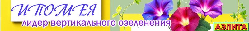 440.Лучшее ТРИО - семена без рядов. ИПОМЕЯ - лидер вертикального озеленения