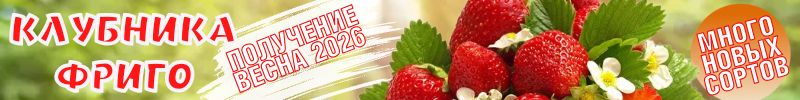 15.Саженцы клубники Frigo! Предзаказ на весну 2026г.