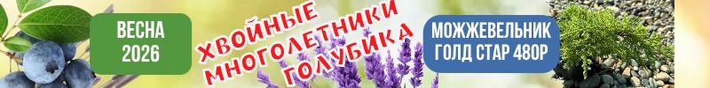 19.Голубика, хвойники, многолетники. ЗКС. Предзаказ Весна 2026г. Можжевельник Голд Стар 480р!