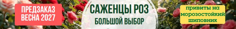 78.Розы! Хит: Роза Абсурда Чайно-гибридная за 514р! Предзаказ Весна 2027г!