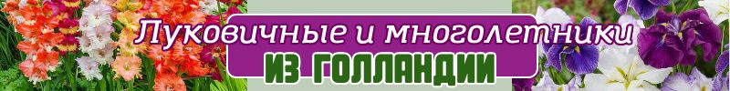 39.Предзаказ на весну растений из Голландии. Получение апрель 2026 года. БЕЗ РЯДОВ!