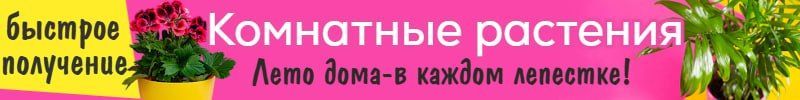 1173.1000корней. Быстрая сдача! Комнатные растения! Хит: Золото Трои 230р.