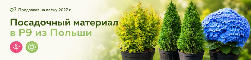 Посадочный материал в P9 из Польши. Сбор рядами до 28.02! Предзаказ на весну 2027 г.