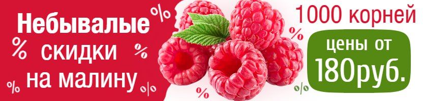 1000корней. Осень 2025 г. Местные саженцы с ОКС. Небывалые скидки на малину - от 180руб!