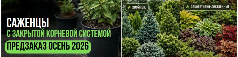 Готовый сад в горшке! Предзаказ на осень 2026г!