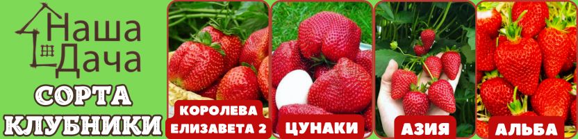 Наша Дача. Хит: Клубника Королева Елизавета 2. Саженцы ЗКС. Предзаказ на весну 2026 г.
