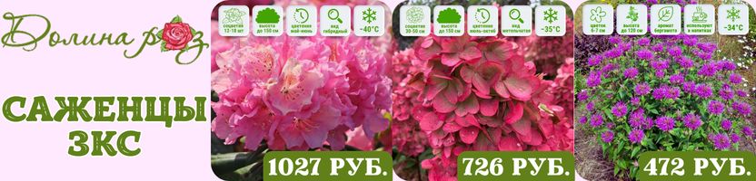 Долина роз. Саженцы с ЗКС. Хит: Рододендрон Хельсинки Университет. Предзаказ на весну 2026