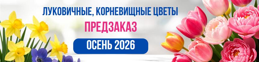 Цветочный бум! Луковицы и корни! Предзаказ Осень 2026г!
