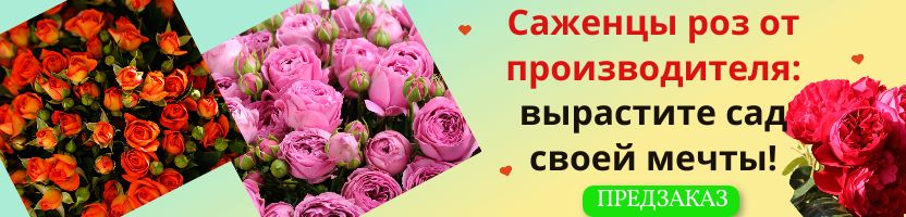 Саженцы роз от производителя: вырастите сад своей мечты! Предзаказ.