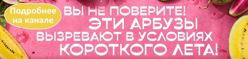 Лучшее ТРИО - семена без рядов. Арбузы для короткого лета от Семена Алтая