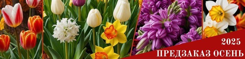 Предзаказ луковичных на осень.  Создаем сказочный весенний сад уже сегодня!