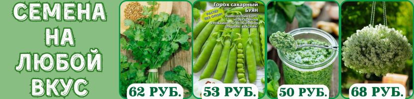 Семена на любой вкус! Без рядов! Хит: Кориандр (Кинза) КАРИБЕ, Горох БУЯН, Базилик ПЕСТО.