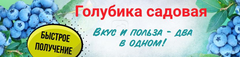 ГОЛУБИКА. Саженцы. Быстрое получение! Хит: Голубика Дюк за 605 рублей!
