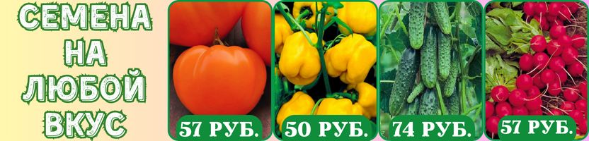 Семена на любой вкус! Без рядов! Хит: Томат НЕПАСЫНКУЮЩИЙСЯ ОРАНЖЕВЫЙ С НОСИКОМ Семена на любой вкус! Без рядов! Хит: Томат НЕПАСЫНКУЮЩИЙСЯ ОРАНЖЕВЫЙ С НОСИКОМ