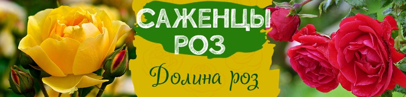 Долина роз. Розы вашей мечты! Хит: Роза Луиза Багнет за 684 р. Предзаказ на осень 2025 г.