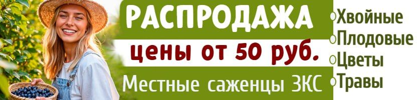 1000корней. Быстрая сдача! Саженцы с ЗКС. Хит: Живучка Рейн боу 396руб