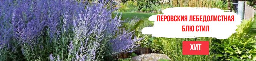 ВЗРОСЛАЯ ГОЛУБИКА 3-Х ЛЕТ! Перовския лебедолистная Блю Стил! Предзаказ Весна 2026г. ЗКС