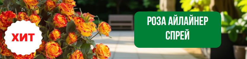 Розы. Хит: Роза Айлайнер Спрей за 485р! Предзаказ на весну 2026г!