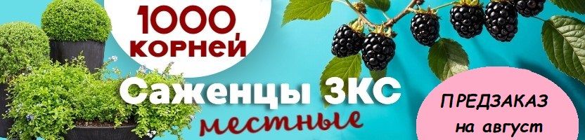 1000корней. Местные саженцы с ЗКС. Предзаказ на август 2026