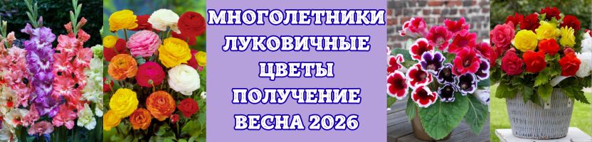 Луковичные цветы. Сбор только 1 выкуп! Успей заказать! Предзаказ на весну 2026 г.