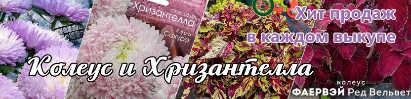 Семена Биотехника. ХРИЗАНТЕЛЛА - отличный выбор для любителей астр