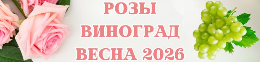 Розы и виноград. Предзаказ на весну 2026 г. Успей заказать до 13.09.