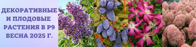 Декоративные и плодовые в P9. Сбор рядами! Только 1 выкуп! Предзаказ на весну 2025 г.