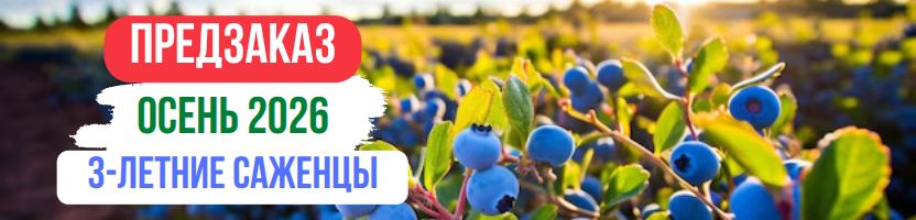 ВЗРОСЛАЯ ГОЛУБИКА 3-Х ЛЕТ! Саженцы ЗКС в горшках. ПРЕДЗАКАЗ ОСЕНЬ 2026г