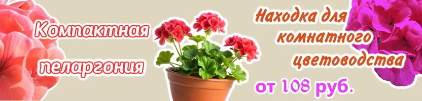 Лучшее ТРИО - семена без рядов. ПЕЛАРГОНИЯ - универсальное украшение