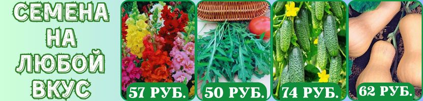 Семена на любой вкус! Без рядов! Хиты: Томат НЕПАСЫНКУЮЩИЙСЯ ОРАНЖЕВЫЙ С НОСИКОМ.