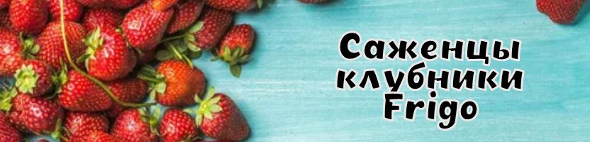 Саженцы клубники Frigo! Предзаказ на весну 2026г.