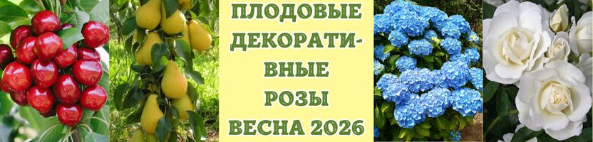 Плодовые и декоративно-лиственные культуры. Розы. В наличии! Можно сразу оплачивать!