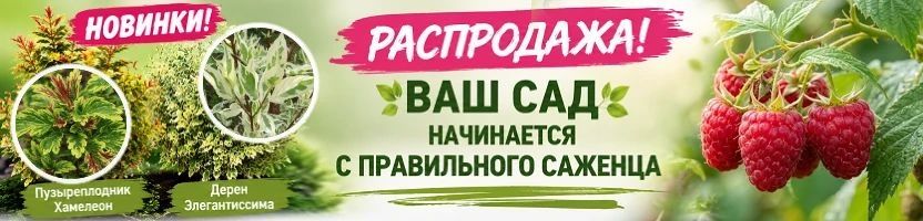1000корней. Саженцы с ЗКС. Эксклюзив! Хит: Астра кустарниковая Десерт блю за 120 рублей!
